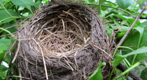 Empty nest